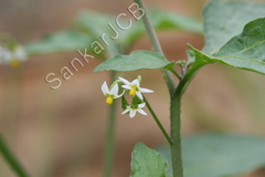 Solanum nigrum